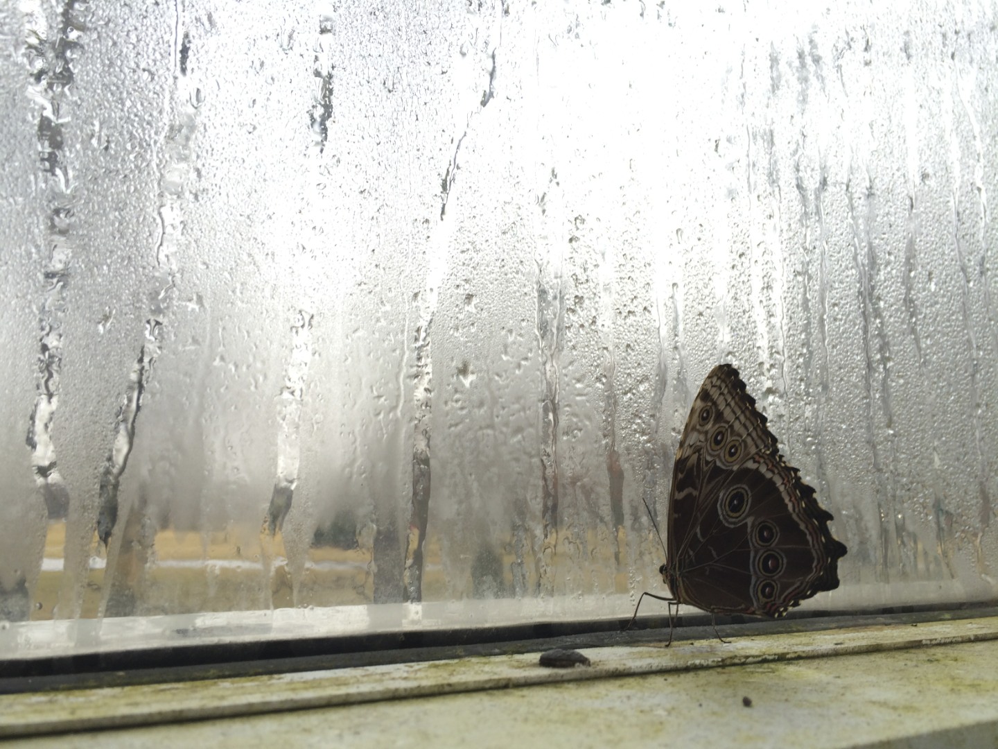 butterfly at window
